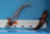 KOI 007_1024x683.jpg