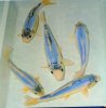Shusui blue.JPG