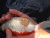 fisch krank 4.jpg