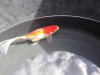 Fisch krank 2.jpg