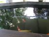 Teichbilder 2014 060.JPG