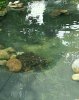 2014-06-01 22.58.41 koi.jpg