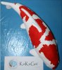 KoKuGoi Kohaku J2.jpg