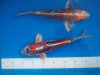 KOI 65 003.JPG