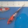 koi 34 046.jpg