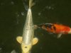koi 3.7.14 006.JPG
