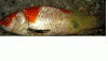 Fisch 2-2.gif
