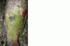 Fisch 2-1.gif