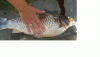 Fisch 1-2.gif