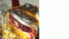Fisch 1-1.gif