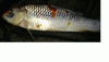 Fisch 3.gif