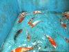 Ika 2 Aug 14 .jpg