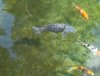 DSC03217.JPG