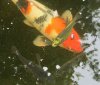 fisch1.jpg