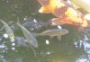 fisch2.jpg