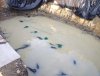 flut_.JPG