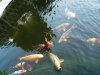 unsere koi 8.8.14 007.jpg