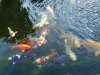 unsere koi 8.8.14 006.jpg