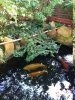 Cotoneaster Teich 5.JPG