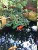Cotoneaster Teich 3.JPG