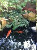 Cotoneaster Teich 2.JPG