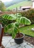 Banane September 2014  6 - Kopie.JPG