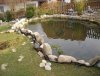 Teich2.jpg