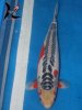 Oya A 014 2.jpg