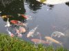 unser teich am 11.11.14 005.jpg