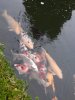 unser teich am 11.11.14 003.jpg