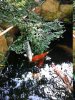 Cotoneaster am Teich .JPG