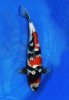 Nisai Showa mit 40-45 cm.jpg