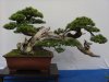 Bergkiefer Pinus mugo Koi live.JPG
