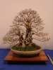 Liguster, Ligustrum ovalifolium Koi live.JPG