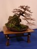 Lärche,  Larix decidua Koi live.JPG