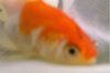 Fischganz.JPG
