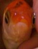 Fisch.JPG