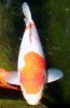 27.06.08 Koi Ginrin Kuhaku  .jpg