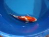 Kohaku1.JPG