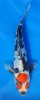 Doitsu Showa 14- 16 cm.jpg