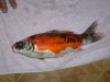 koi 005.jpg
