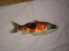 koi 004.jpg