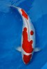 50205 Doitsu Kohaku 68 cm.jpg