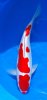 50205 Doitsu Kohaku 36 cm 1 year.jpg