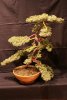 wacholder_nr_3___02_12_2014_ansichtseite_koi_live_166.jpg