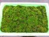 Moos für das Penjing.JPG