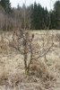 Eine Hainbuche mit Wildverbiß Koi live .JPG