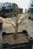 Yamadori Hainbuche Koi live.JPG
