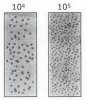 Auswertungsschema Oxoid.jpg