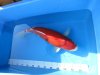 tn_Torazo Kohaku 001.jpg